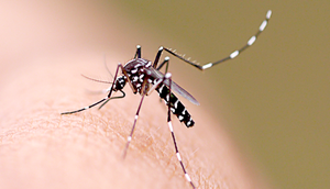 zika 
