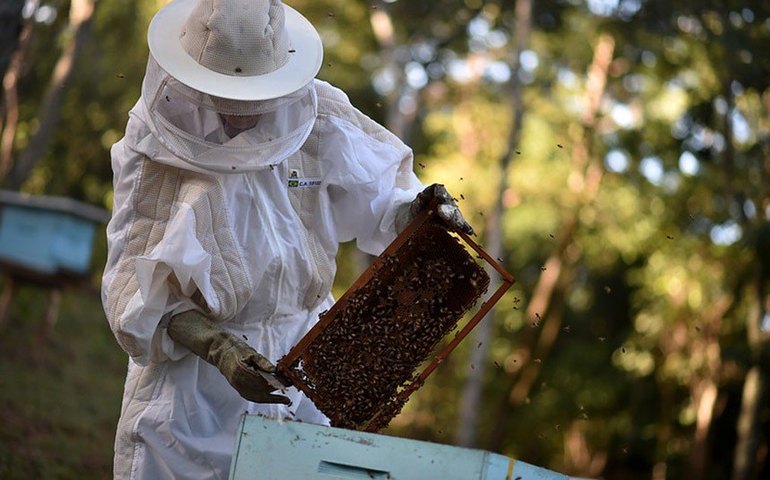 Lei cria plano nacional para incentivar criação de abelhas e produção de mel