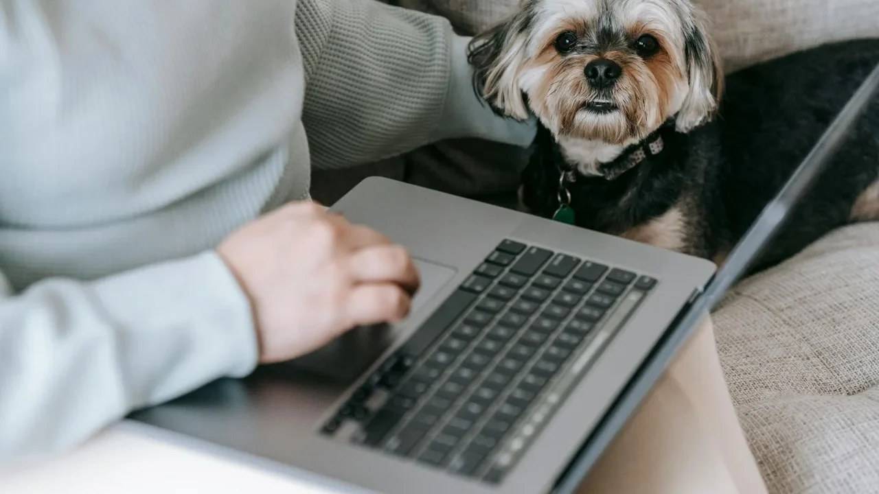 Gastos com pets seguem fora do Imposto de Renda em 2026