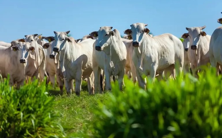 Marfrig registra lucro líquido de R$ 431 mi no 3tri22, queda de 74,3% ante 3tri21