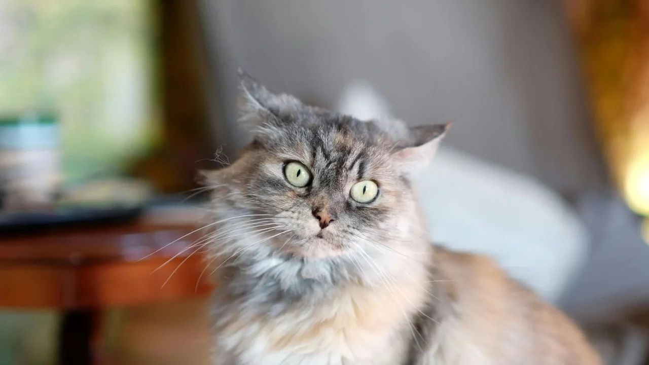 Inteligência artificial vira ferramenta para golpes envolvendo animais desaparecidos