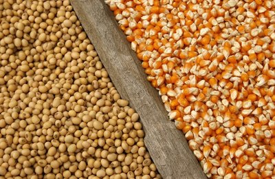 Agricultura fortalecida: Arapiraca irá sediar Seminário Estadual de Grãos