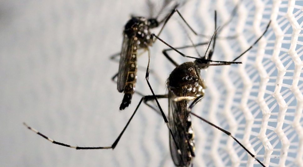 mosquitos_aedes_aegypti_dengue / Foto: Foto: Paulo Whitaker