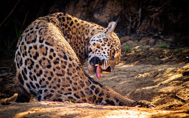 Comissão debate resolução da ONU sobre bem-estar animal e desenvolvimento sustentável