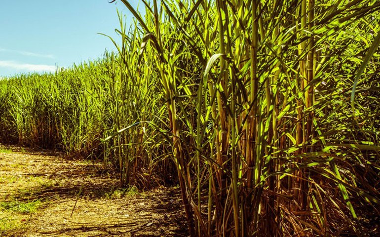 Mulheres lideram setor de pesquisa em cana-de-açúcar
