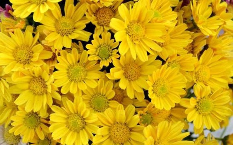 7º Festival das Flores de Holambra ocorrerá em Maceió este mês