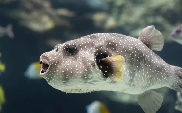 É perigoso comer baiacu? Os riscos de ingerir o peixe e os cuidados necessários na preparação