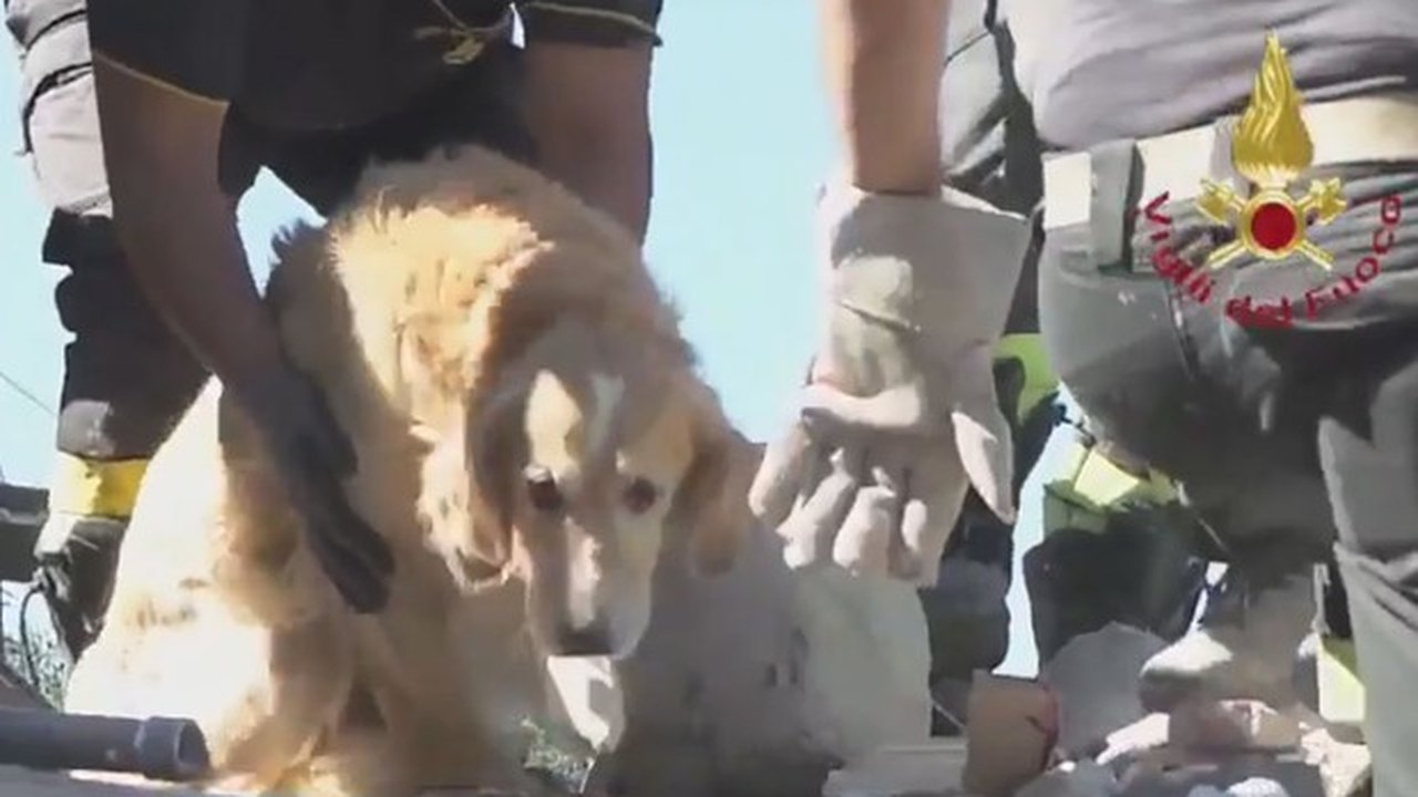 Cachorro é resgatado de escombros nove dias após terremoto na Itália