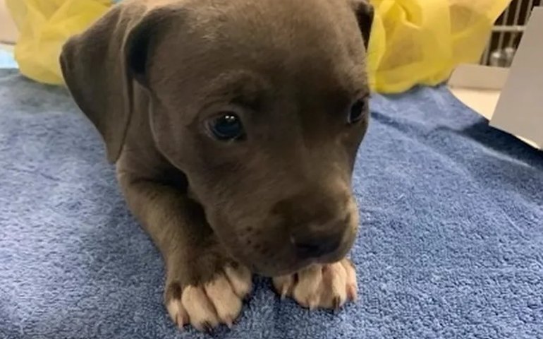 Filhote de pit bull é salvo nos EUA após ter overdose de droga 50 vezes mais forte que heroína