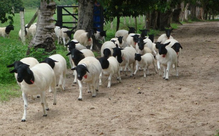 Governo fortalecerá ovinocaprinocultura em Alagoas