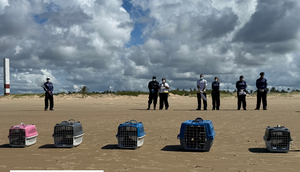 Cinco aves-marinhas posicionadas para início da soltura em Aracaju, Sergipe. Fonte PMP-SEAL - Acervo FMA / Foto: Foto: FMA