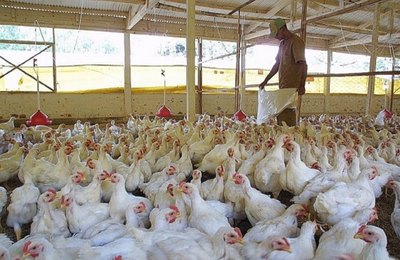 Avicultores buscam investimento para baratear custos de produção