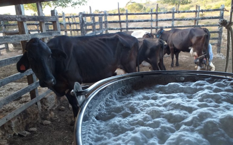 Emater gera aumento de 60% na produção de leite de bovinocultor em Olho D’Água das Flores