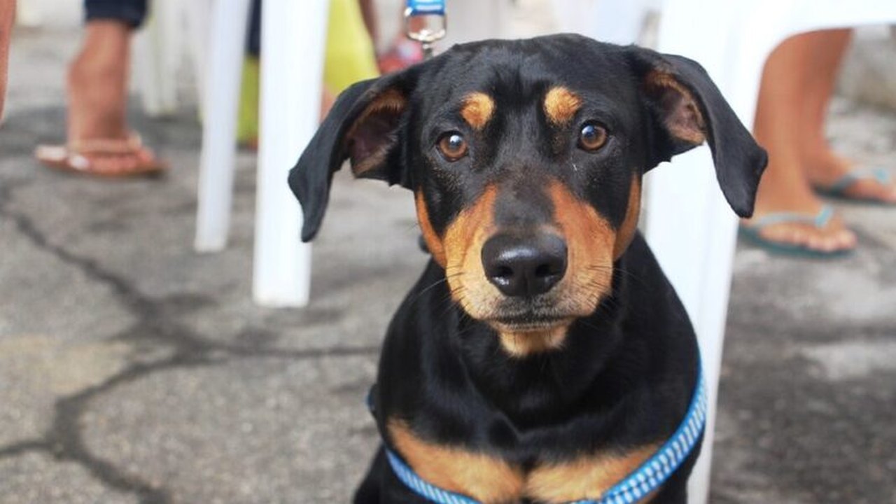 Cães e gatos são castrados em mais uma ação do Programa Castra Pet em Penedo