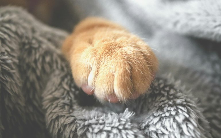 Como proteger os pets das baixas temperaturas do inverno