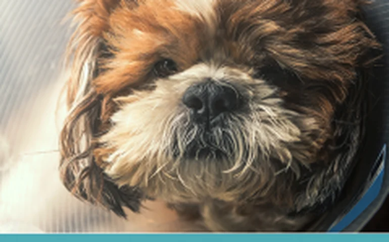 Juíza aceita cão Theo como autor de ação contra tutora após suspeita de castração caseira