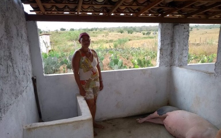 Família tem aumento de 60% na venda de suínos após aplicação de políticas públicas