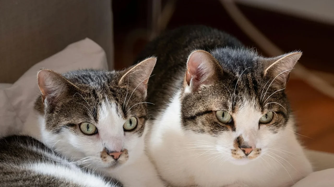 Cientistas descobrem uma nova explicação para o fato de gatos caírem em pé