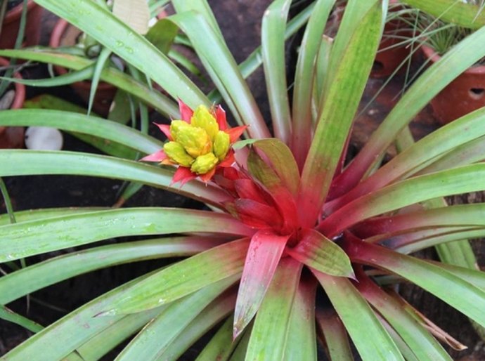 IMA firma parceria para pesquisa e divulgação da flora alagoana