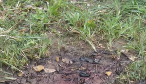 Jovem é encontrado morto e carbonizado em Neópolis / Foto: Foto: Portal A8SE/Reprodução