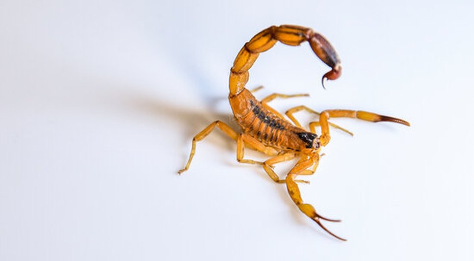 Reprodução: Internet