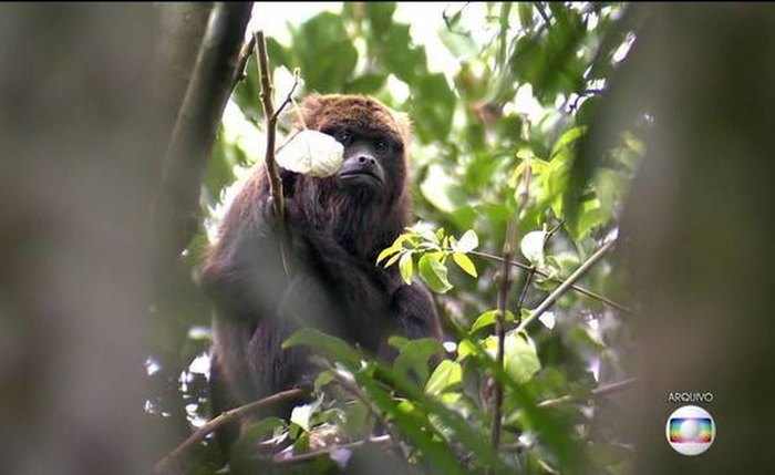 Um macaco foi encontrado morto no Zoológico de SP - Foto: TV Globo/Reprodução