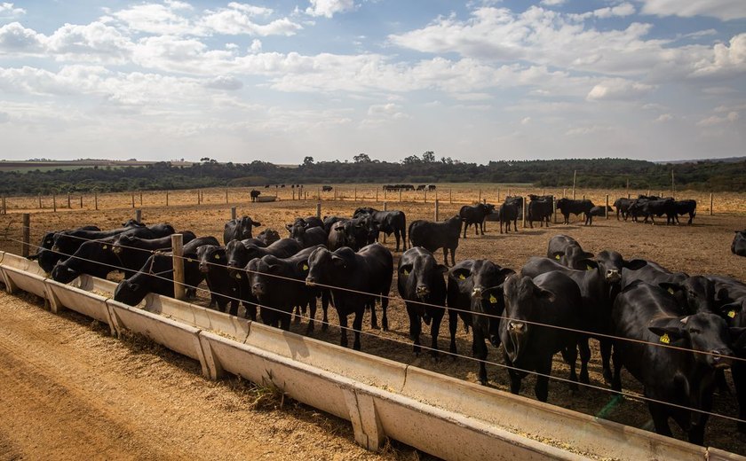 Comércio de carnes ultrapassa 31 milhões de toneladas em 2024