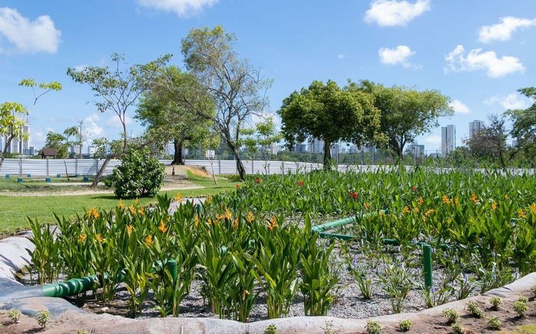 Jardins filtrantes despoluem águas de riacho que desagua no Capibaribe