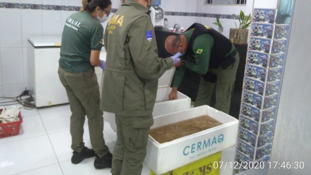 Operação Panulirus: fiscais apreendem mil toneladas de espécies em período de defeso