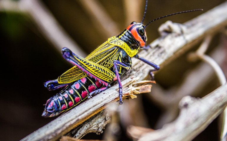 IMA divulga lista dos semifinalistas do VII Concurso de Fotografia Ambiental