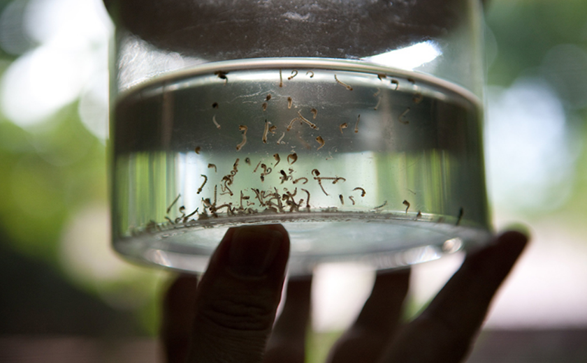 Alagoas pode ter surto de dengue em 2020