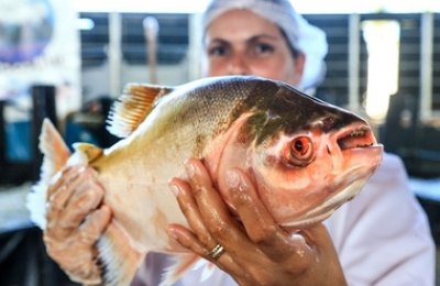Agricultura promove Feira do Peixe Vivo nesta quarta e quinta-feira