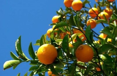 União dos Palmares sedia II Seminário de Fruticultura do Vale do Mundaú