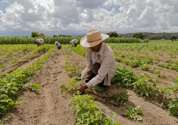 Deputados discordam sobre limites à aquisição de produtos provenientes de terras invadidas