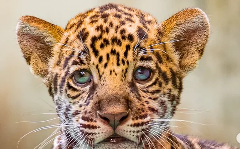 Onça-pintada nascida no Pará recebe o nome de Xingu após votação popular