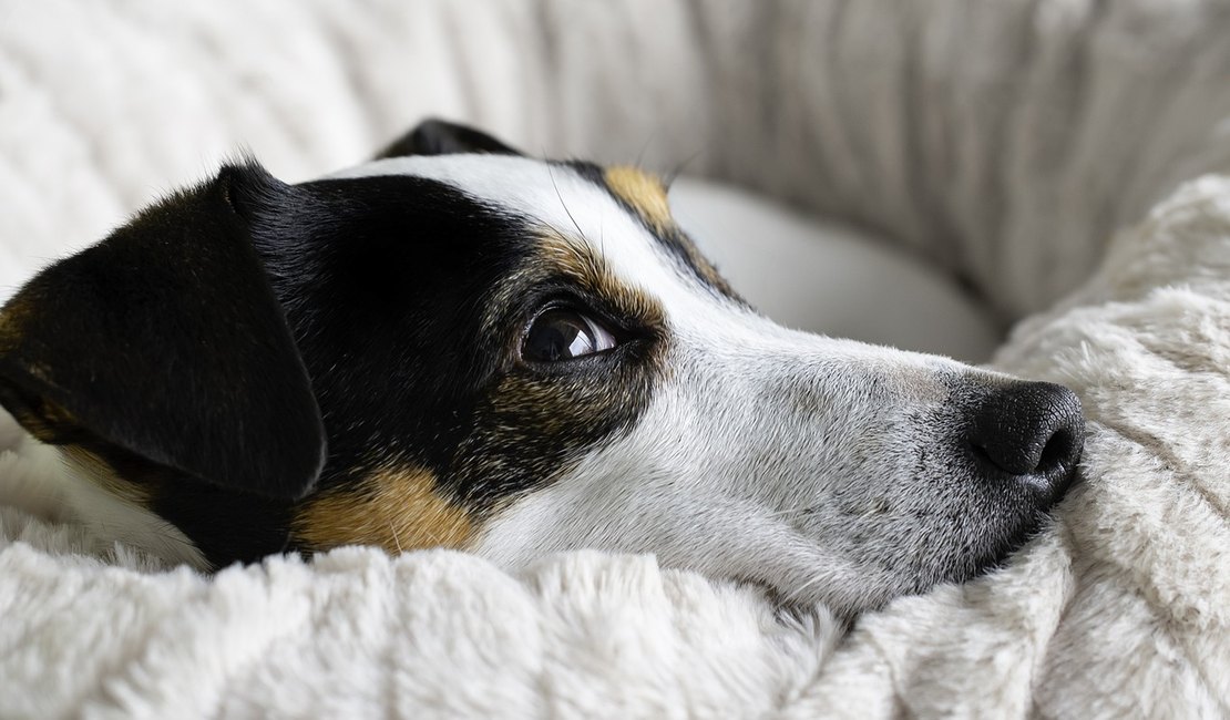 Inverno é sinônimo de frio e baixa umidade do ar para os pets