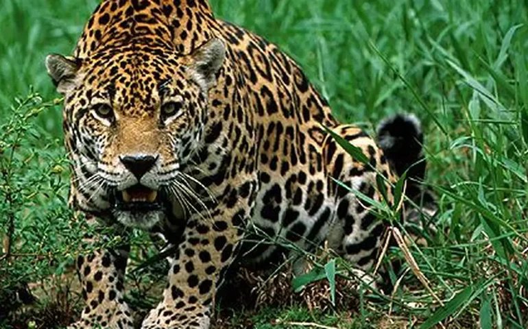 Onça volta a aparecer em bairro de Belo Horizonte e assusta moradores