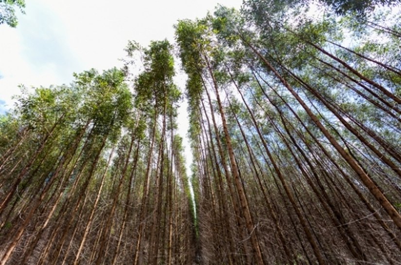 Sedetur afirma que o eucalipto é o futuro sustentável de Alagoas