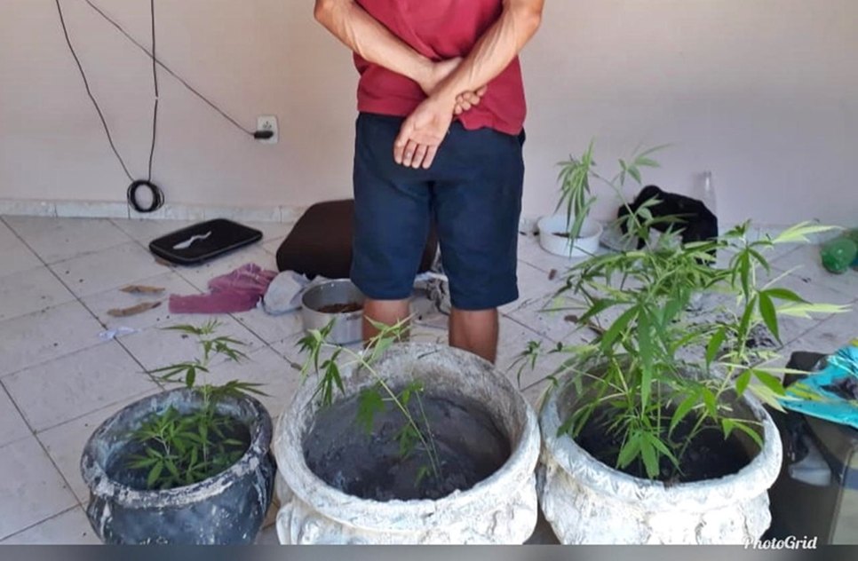 Polícia prende suspeito por cultivo de maconha no Mosqueiro