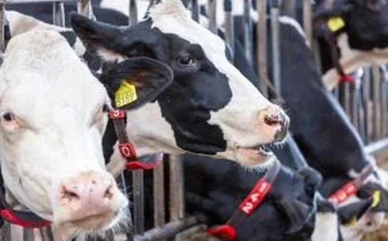 Brasil lidera ranking global de produção de leite por vaca com uso de tecnologia