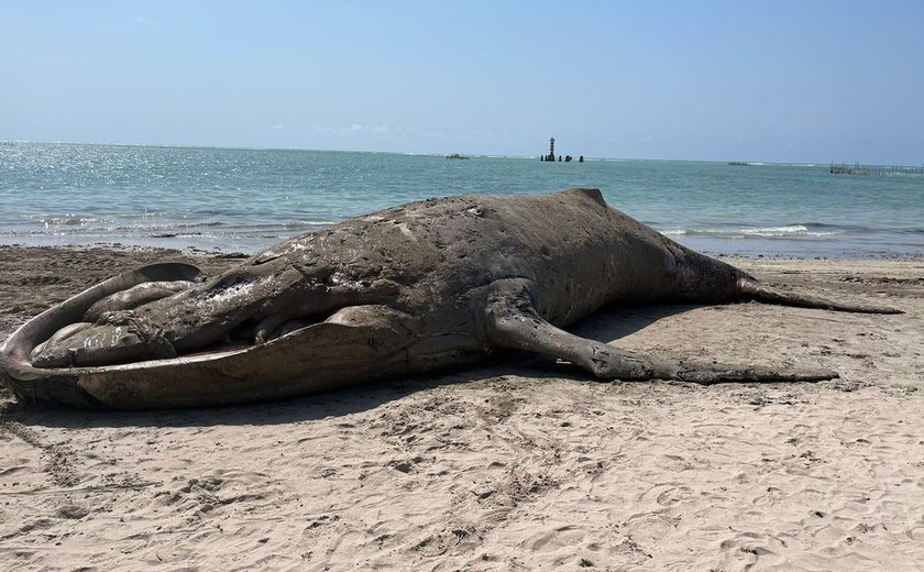 Baleia jubarte encalha e morre na praia de Ponta Verde