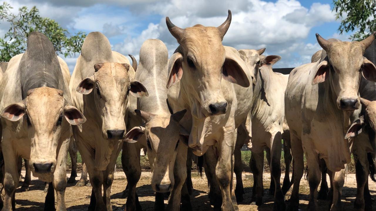 Alagoas inicia Campanha de Vacinação contra a Raiva Animal a partir desta quarta (24)