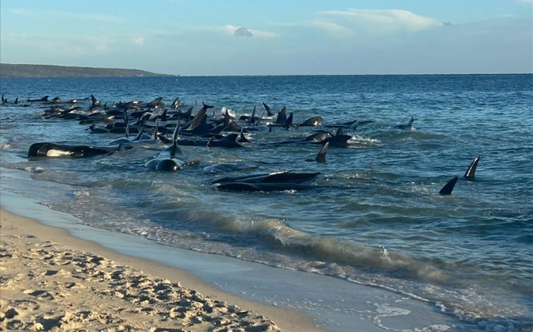 Mais de 160 baleias-piloto são encontradas encalhadas em praia da Austrália