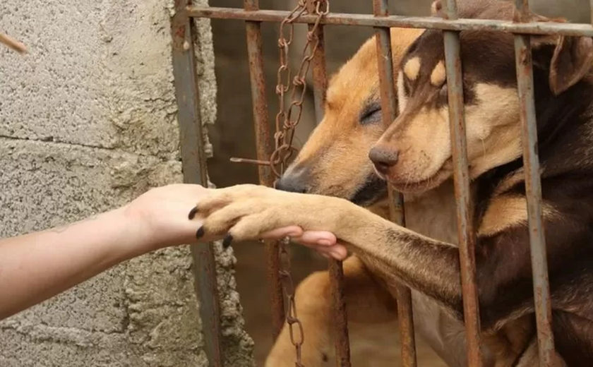 Aprovado projeto que dispõe sobre a criação da Patrulha Pet