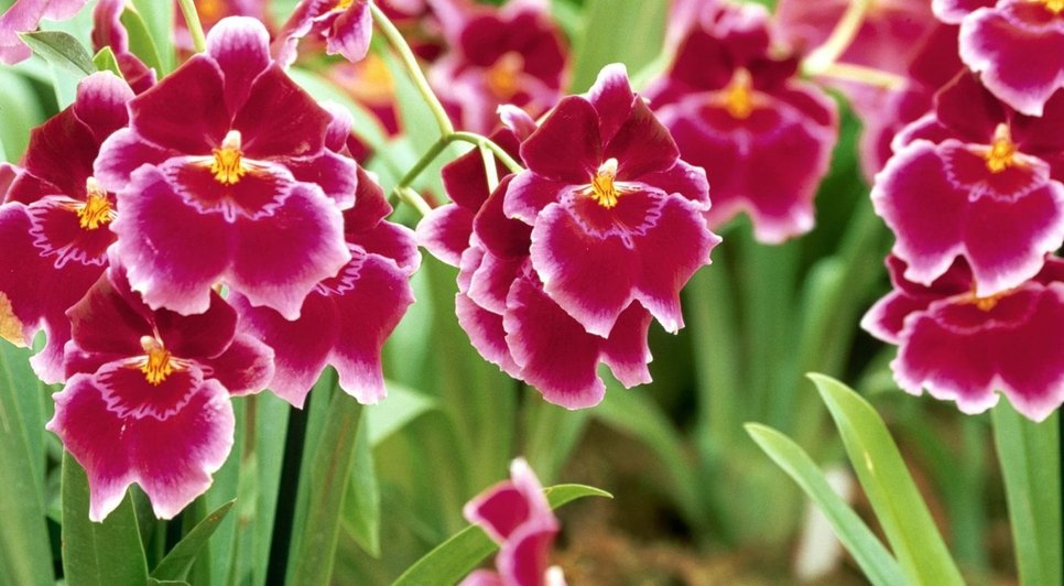 Orquidea2.jpg