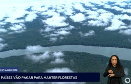 Cinco países vão pagar para manter florestas