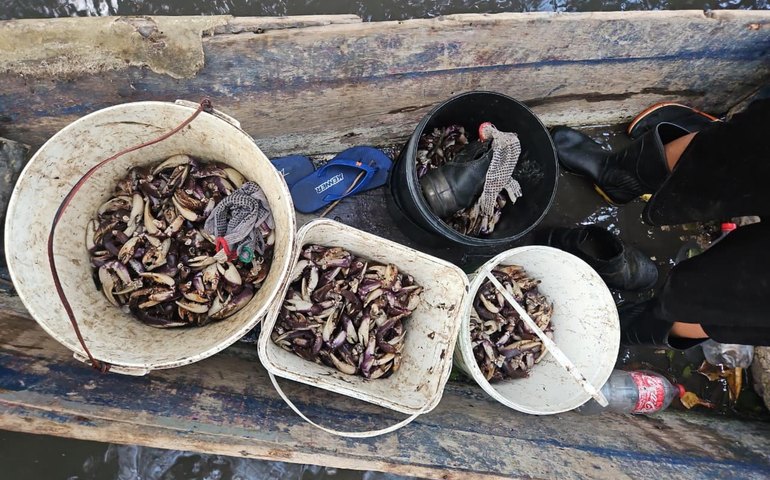 PM flagra grupo durante captura ilegal de caranguejo-uçá em Maceió