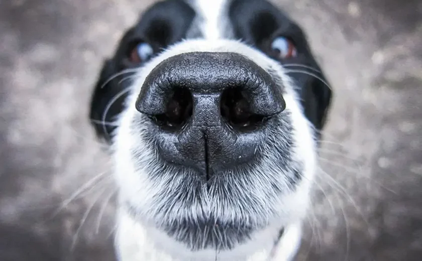 Cães conseguem sentir o estresse em seres humanos e isso é capaz de afetá-los, mostra estudo