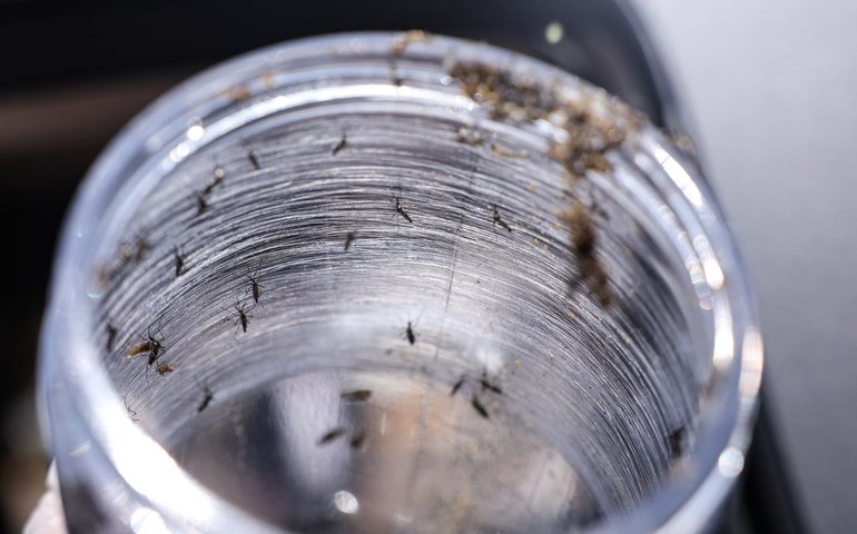 Ministério da Saúde intensificará mobilização contra dengue no Brasil