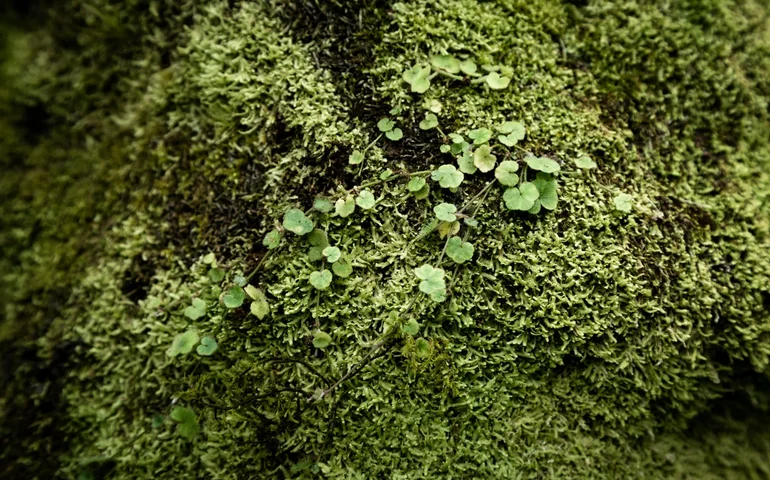 Cientistas da Uesb descobrem novas espécies de musgo e bactérias no semiárido
